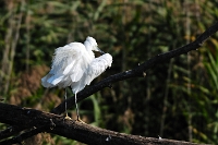 Garzetta (Egretta garzetta)